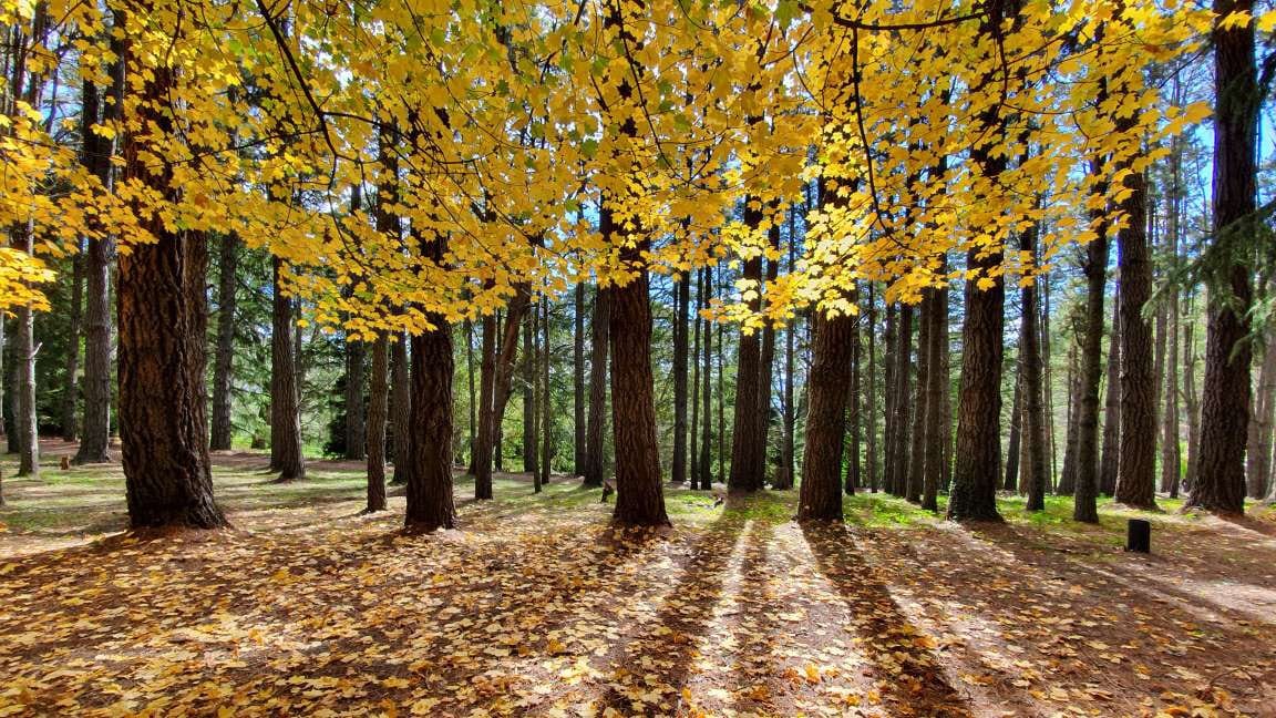 Golden autumn canopy over a leaf-carpeted grove.