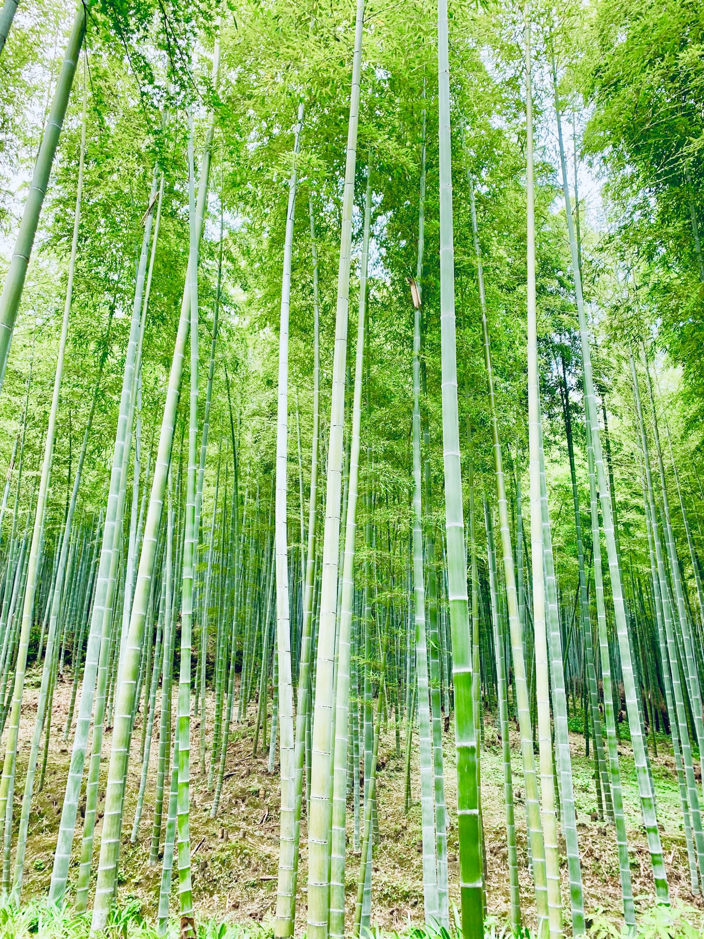 Sunlit green bamboo stalks filling the frame.