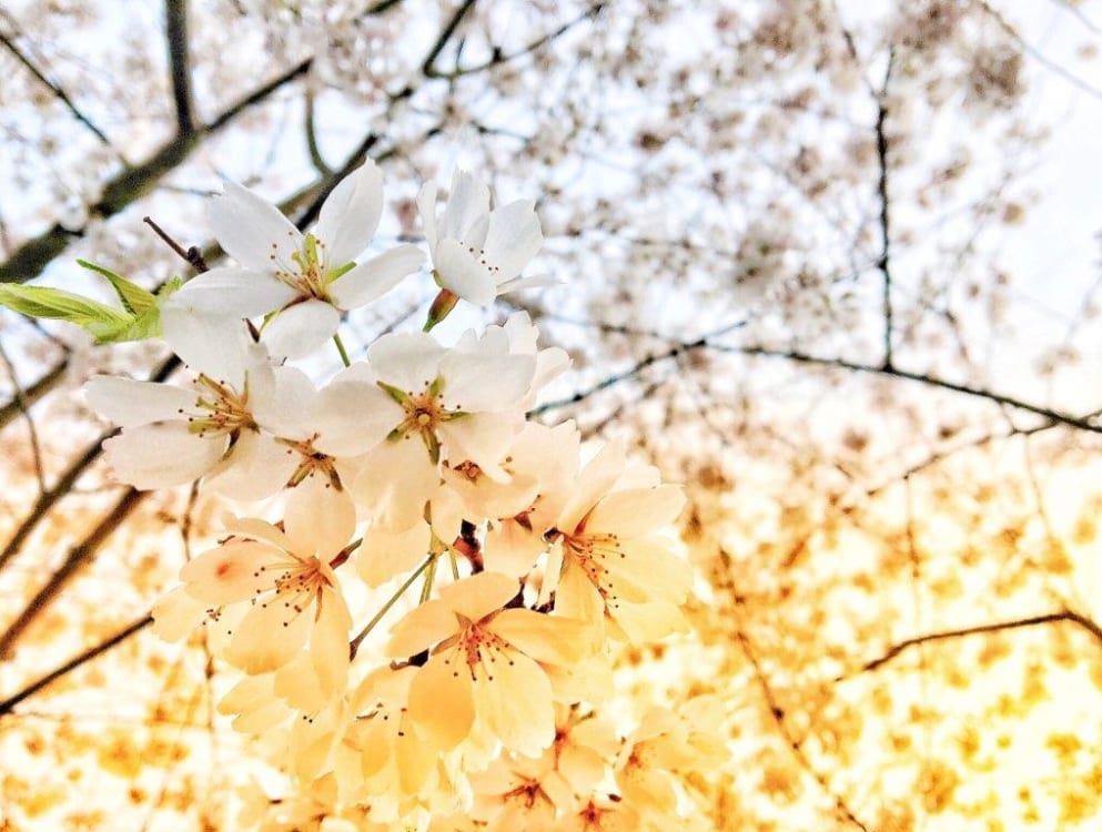 White cherry blossoms backlit by a warm sky.