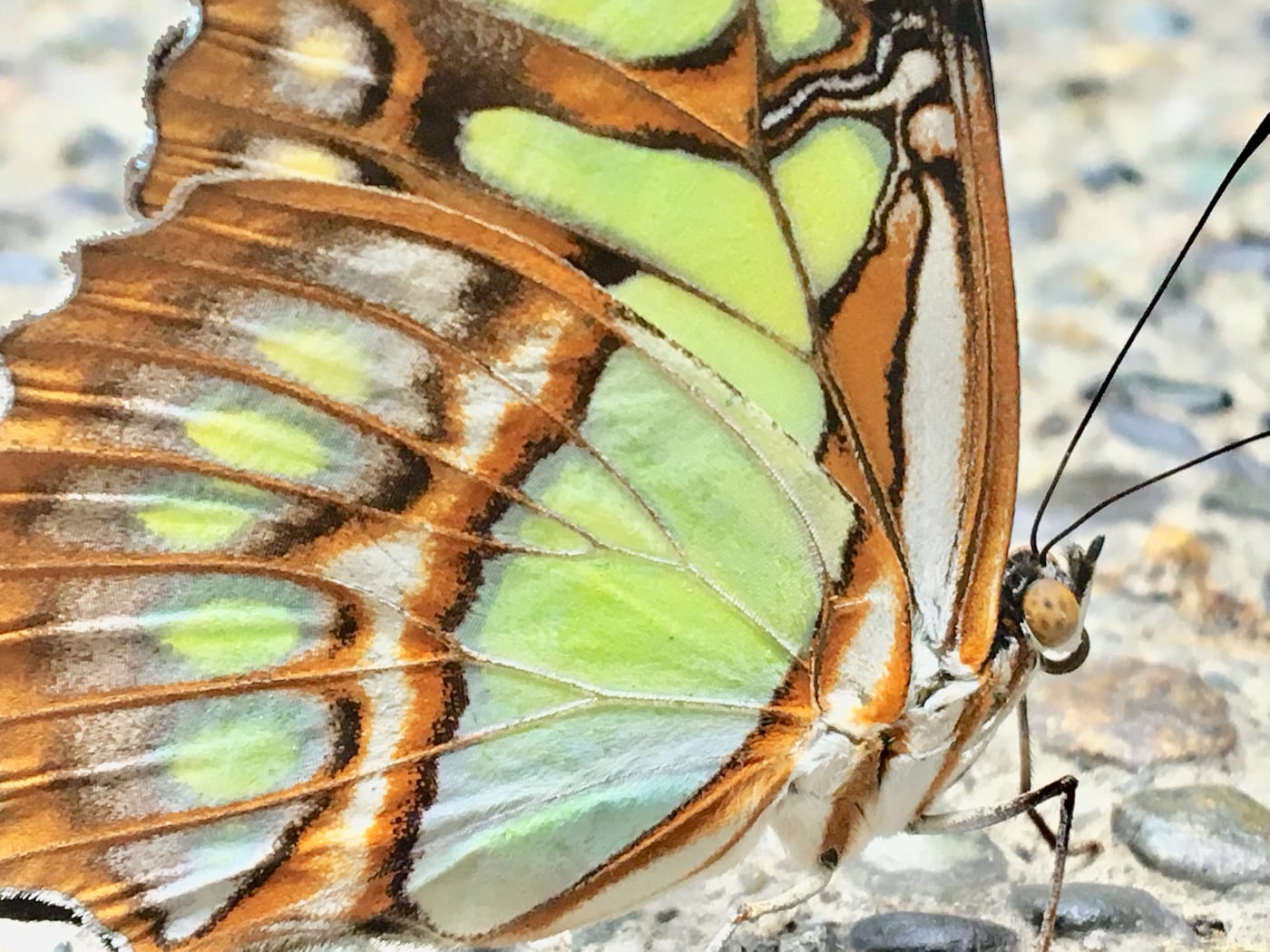 Malachite butterfly wing in close-up.