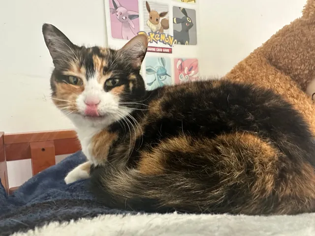 Cally the calico cat.