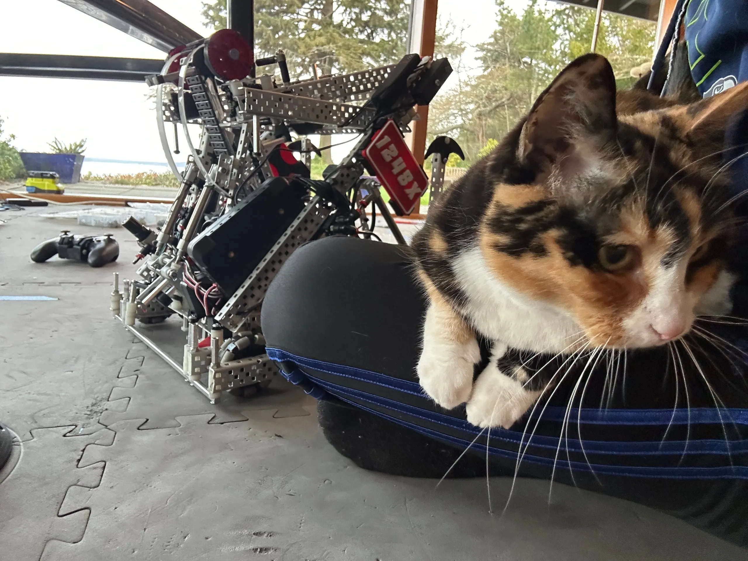 Cally the calico cat sitting on a lap in front of a VEX robot.