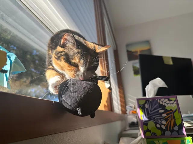 Cally facing off with a cat plushy.