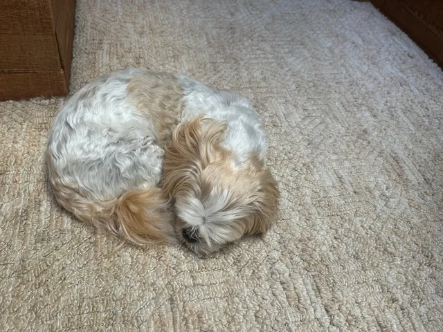 Charlie the dog.