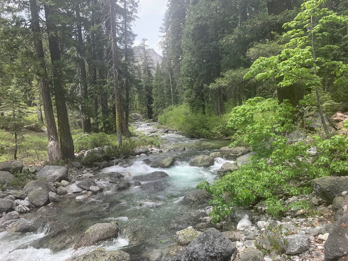 Rocky creek tumbling through forest.