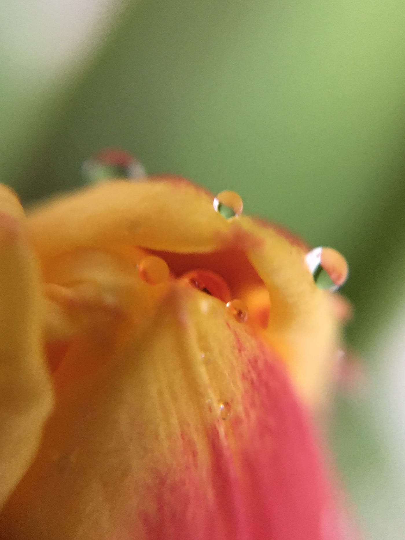 Water droplets clinging to an orange petal, up close.