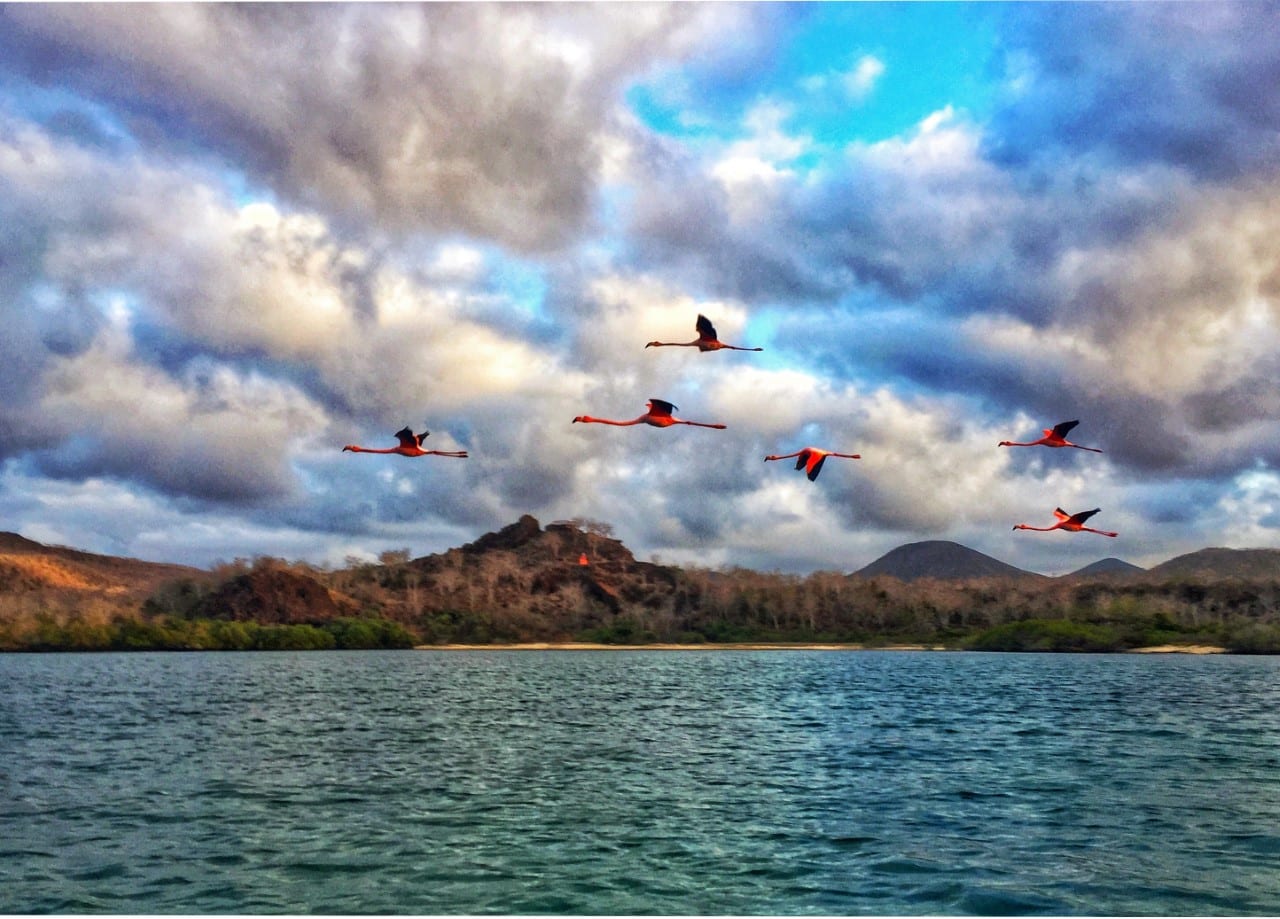 Flamingos flying over water under dramatic clouds.