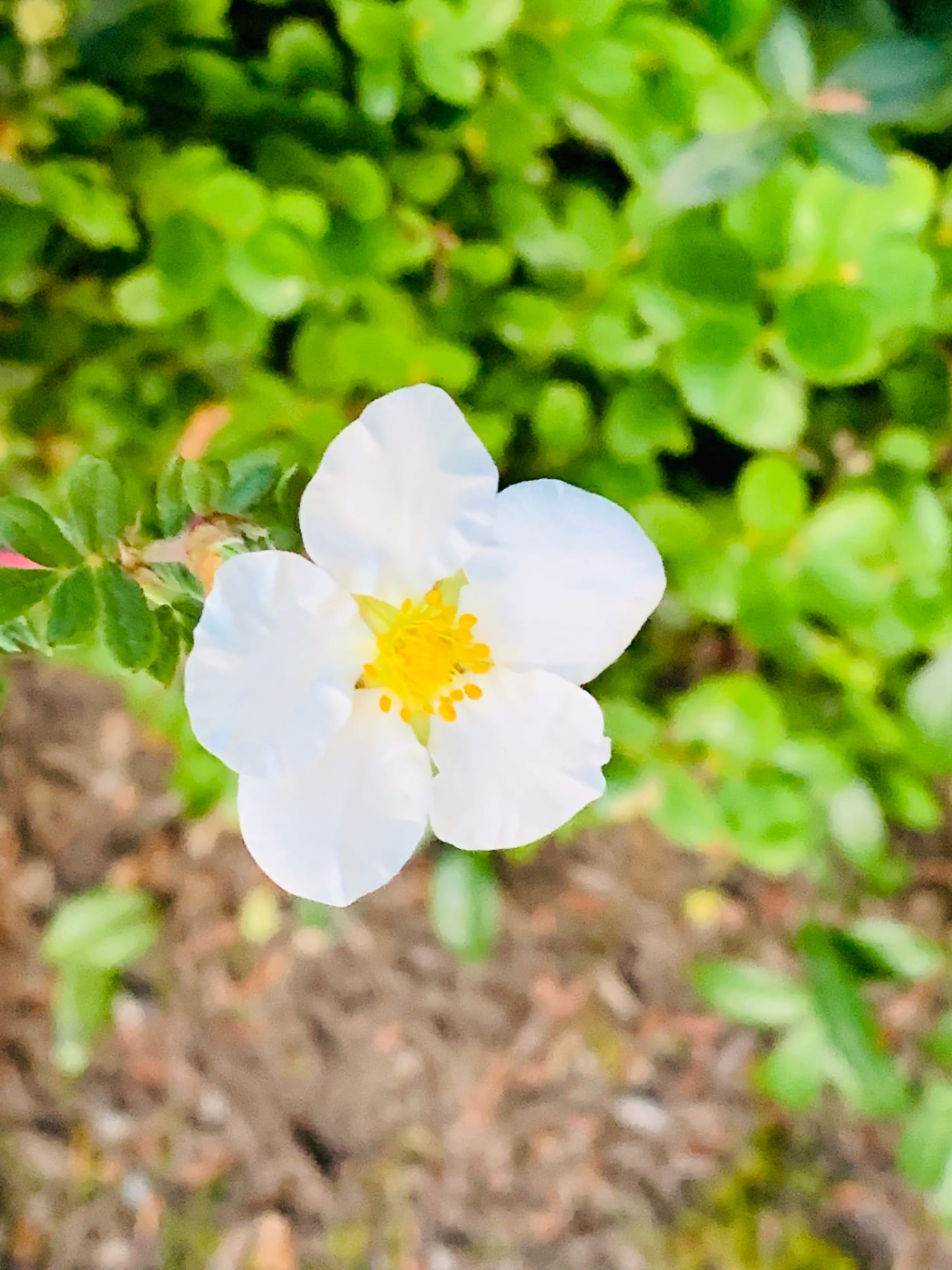 White wildflower blossom against green leaves.