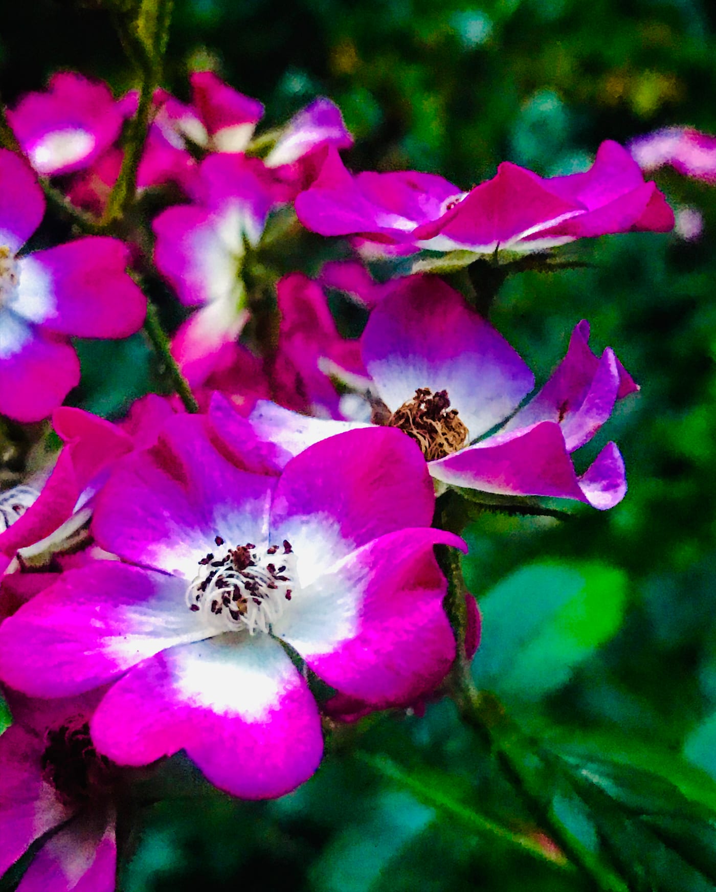 Magenta blossoms along a garden path, up close.