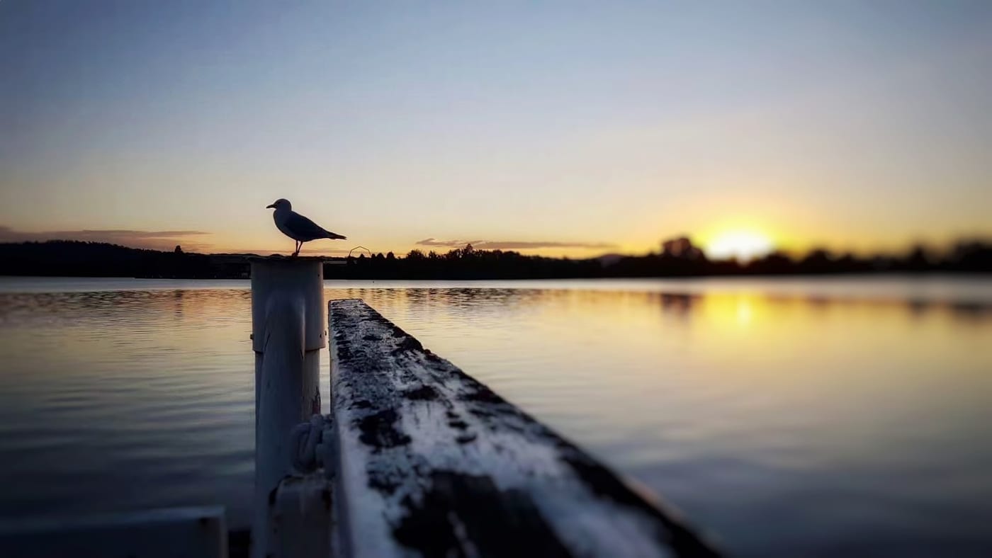 Seagull perched on a dock rail at sunset.