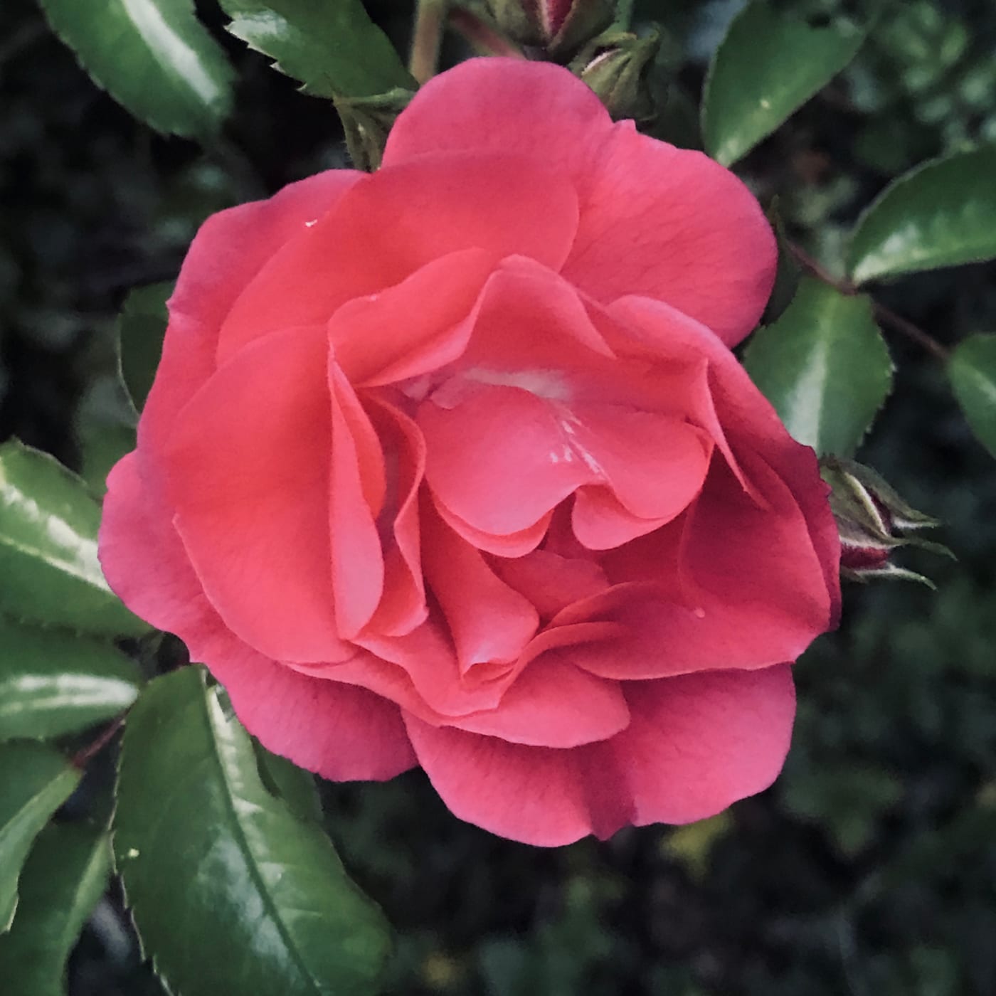 Rose in full bloom after rain.