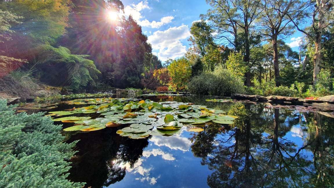 Lily pads mirrored in a glassy pond.