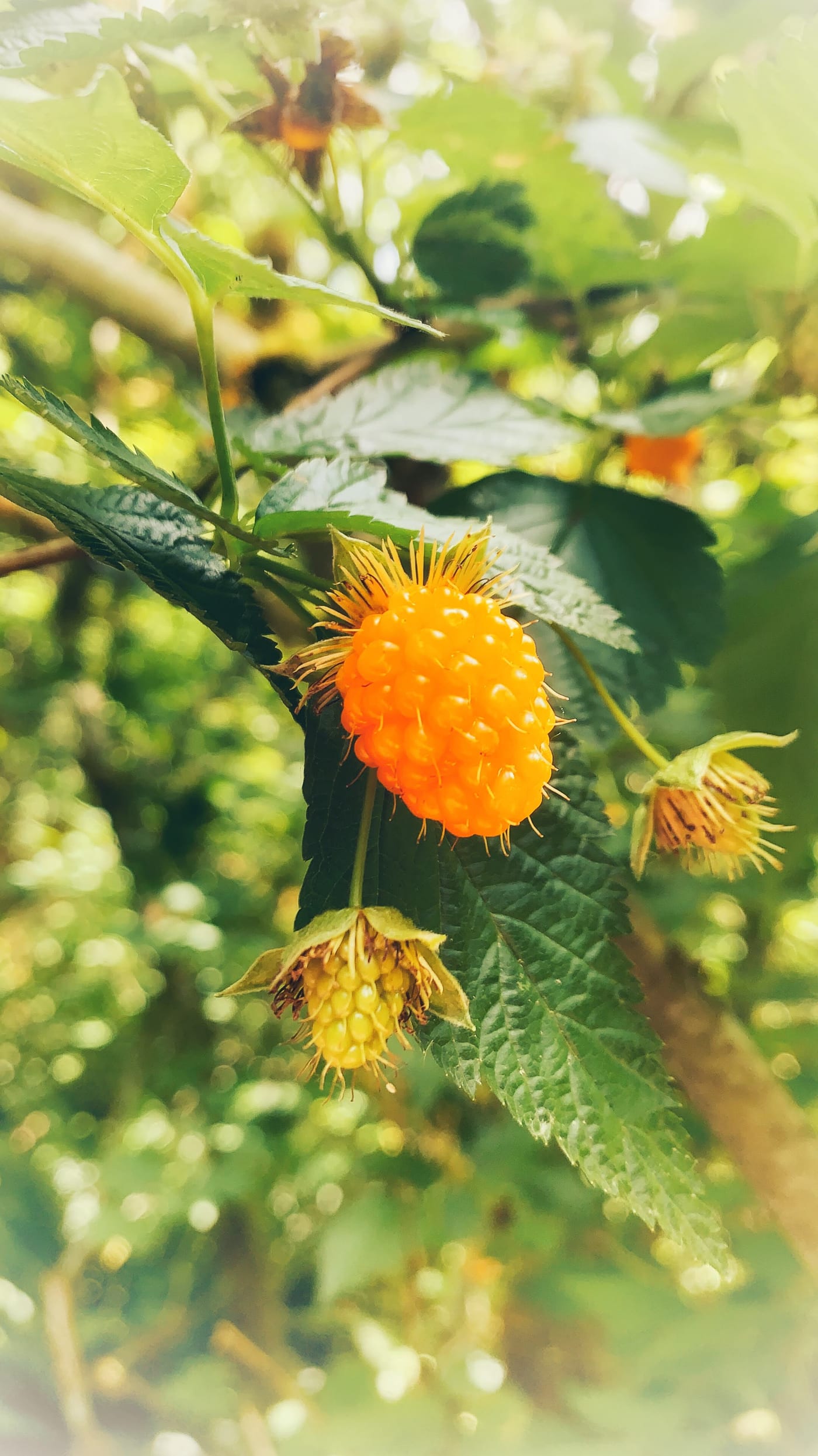 Ripe orange salmonberry among green leaves.