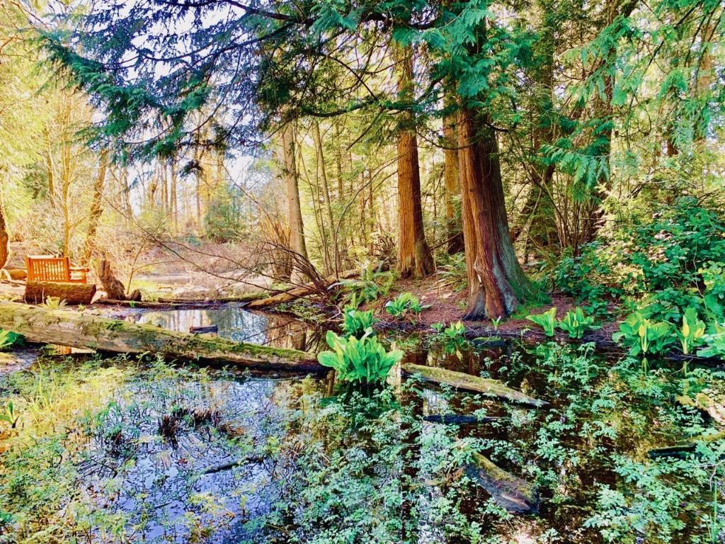 Still forest pond among mossy evergreens.
