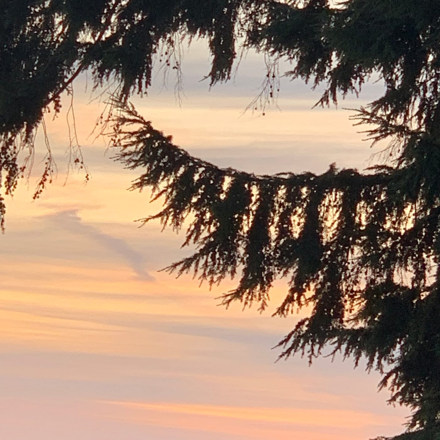 Dusk sky framed through silhouetted evergreen boughs.