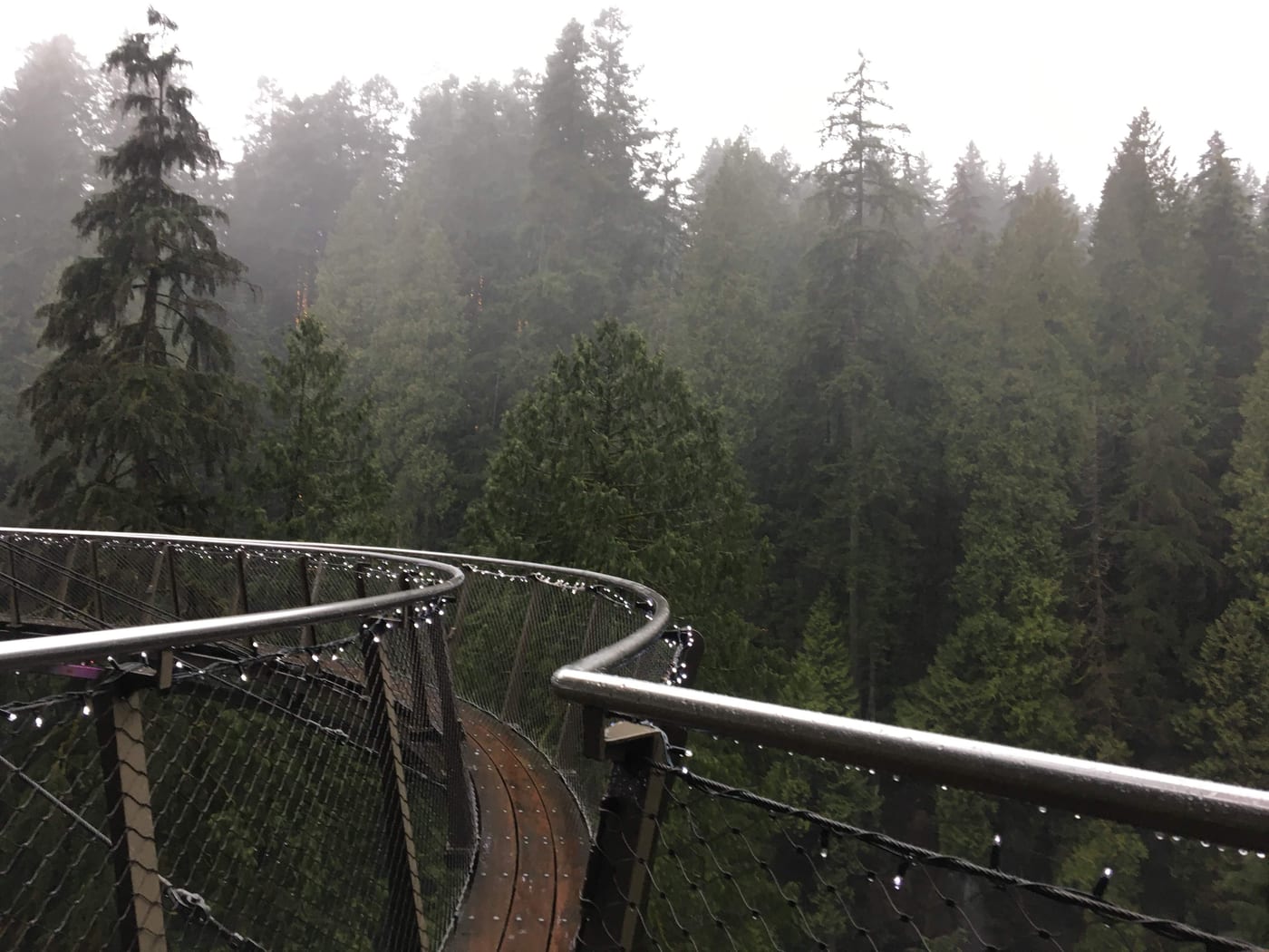Treetop walkway curving through rain-soaked firs.