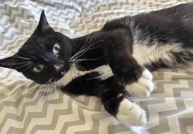 Tilly the cat.