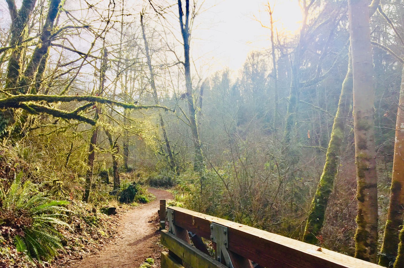 Boardwalk trail through sunlit autumn woods.