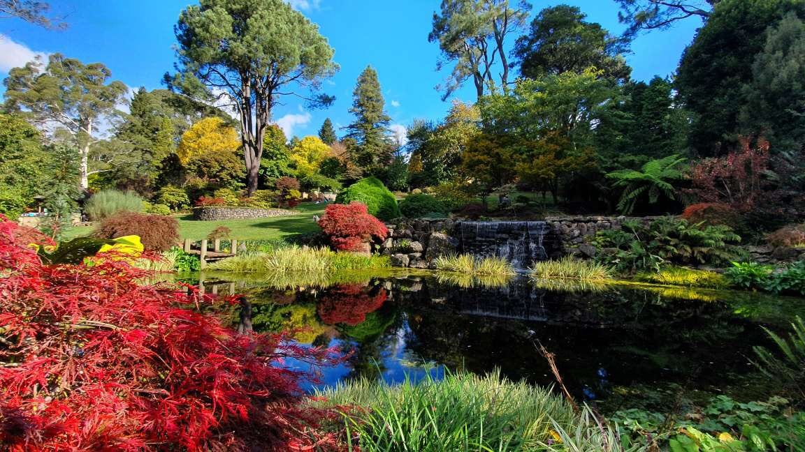 Japanese garden pond ringed by red maples.