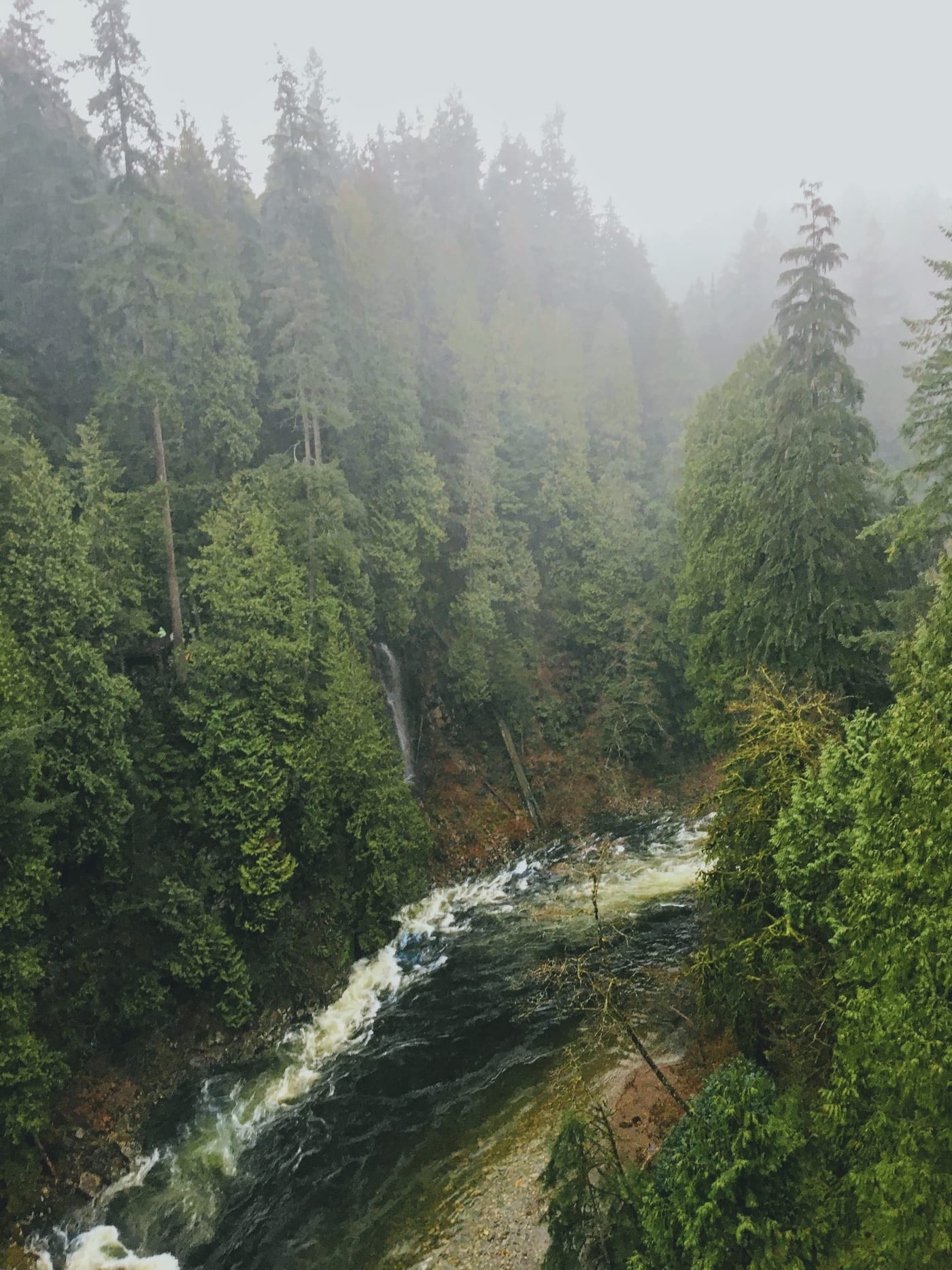 Falls rushing through mossy forest.
