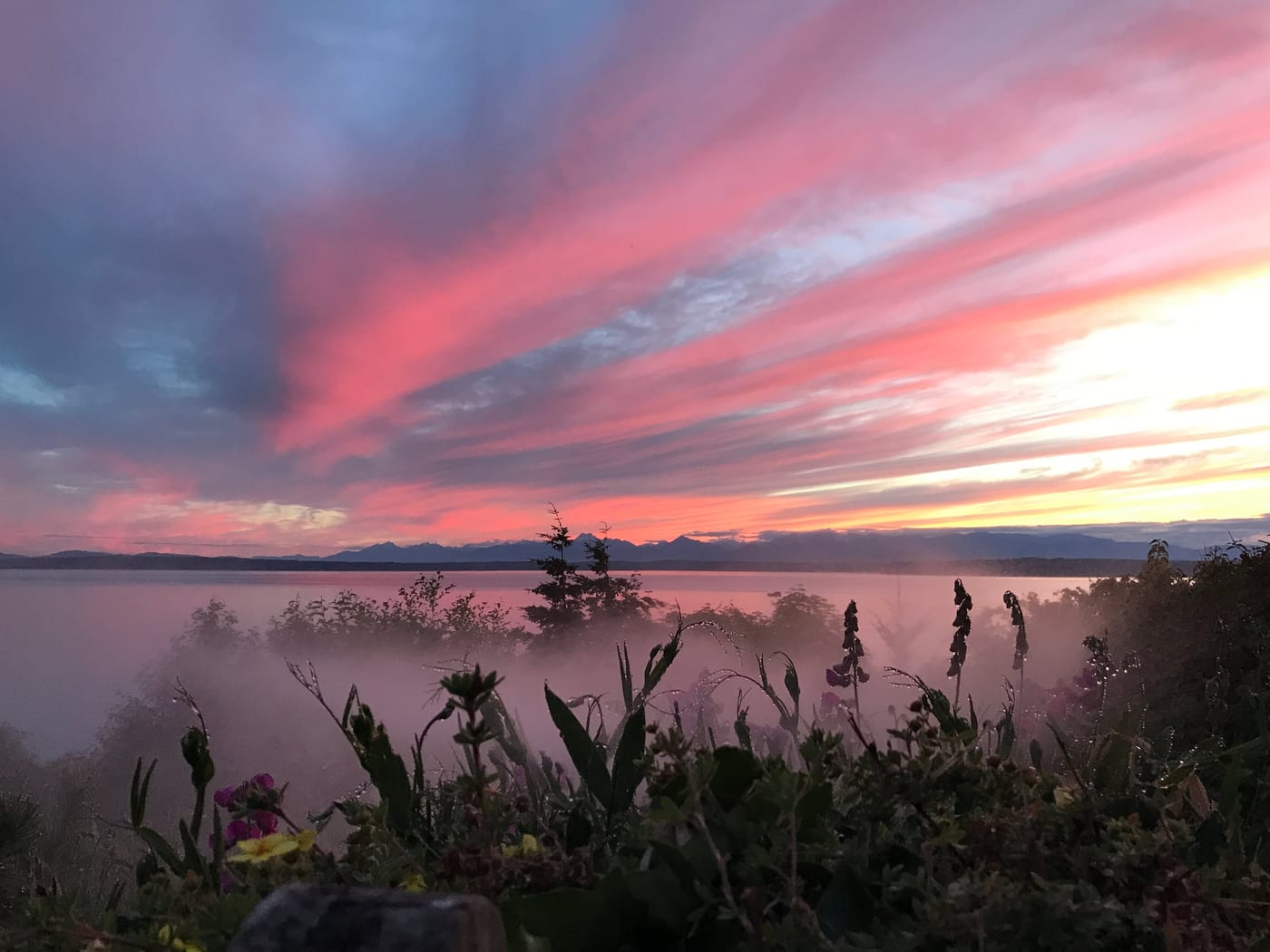 Pink-streaked clouds over the water, mist rolling through wildflowers.