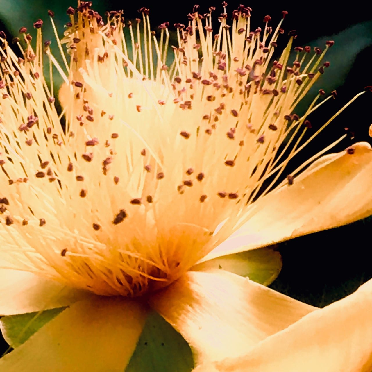 Silky yellow blossom in close-up.